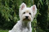 WESTIE 471